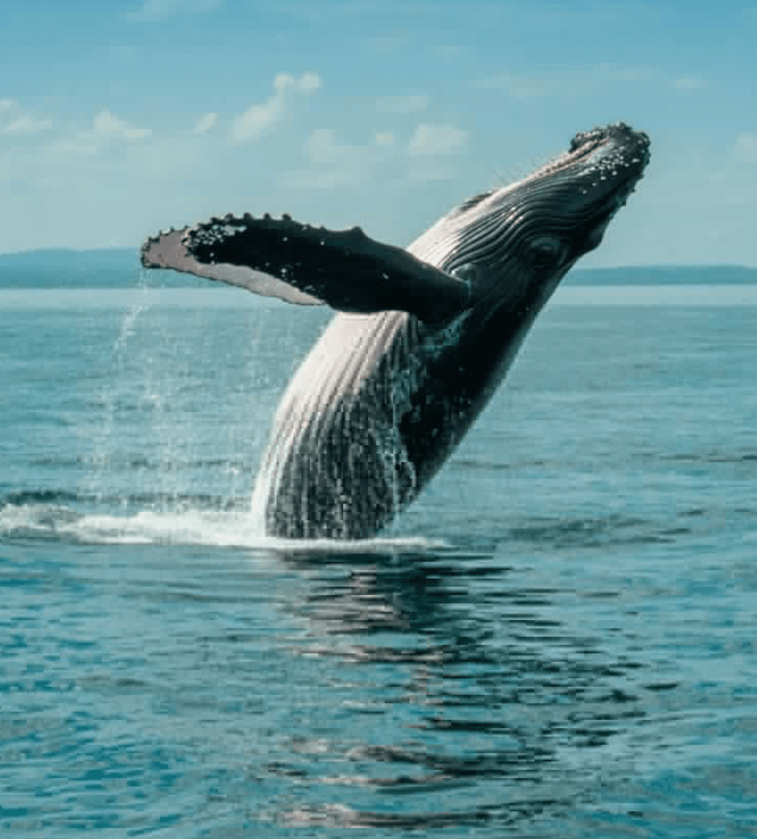 Image of Whale Watching
