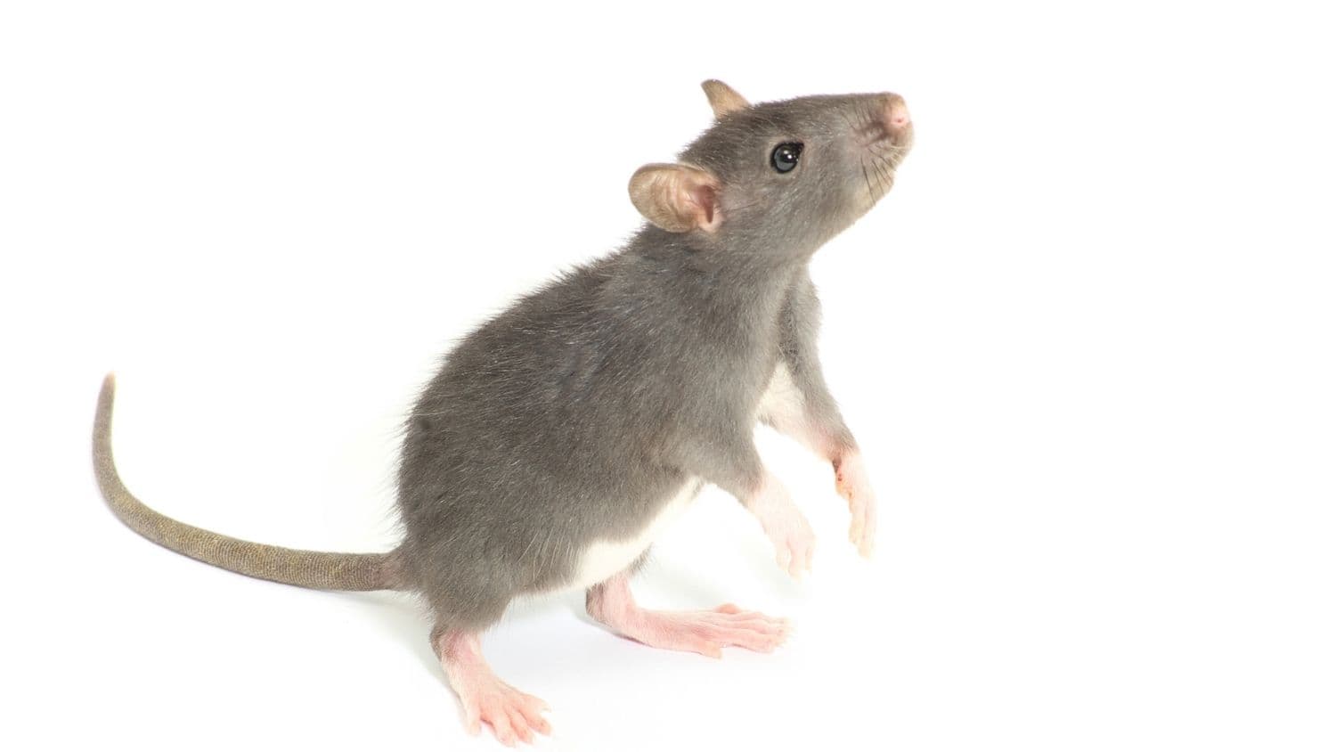 What you need to know about the hantavirus