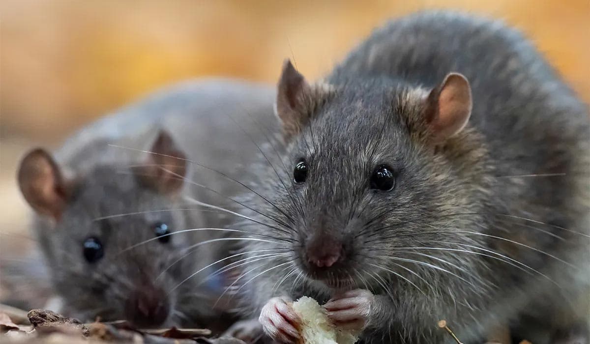 What to know about hantavirus as Irish nationals caught up in cruise ship outbreak