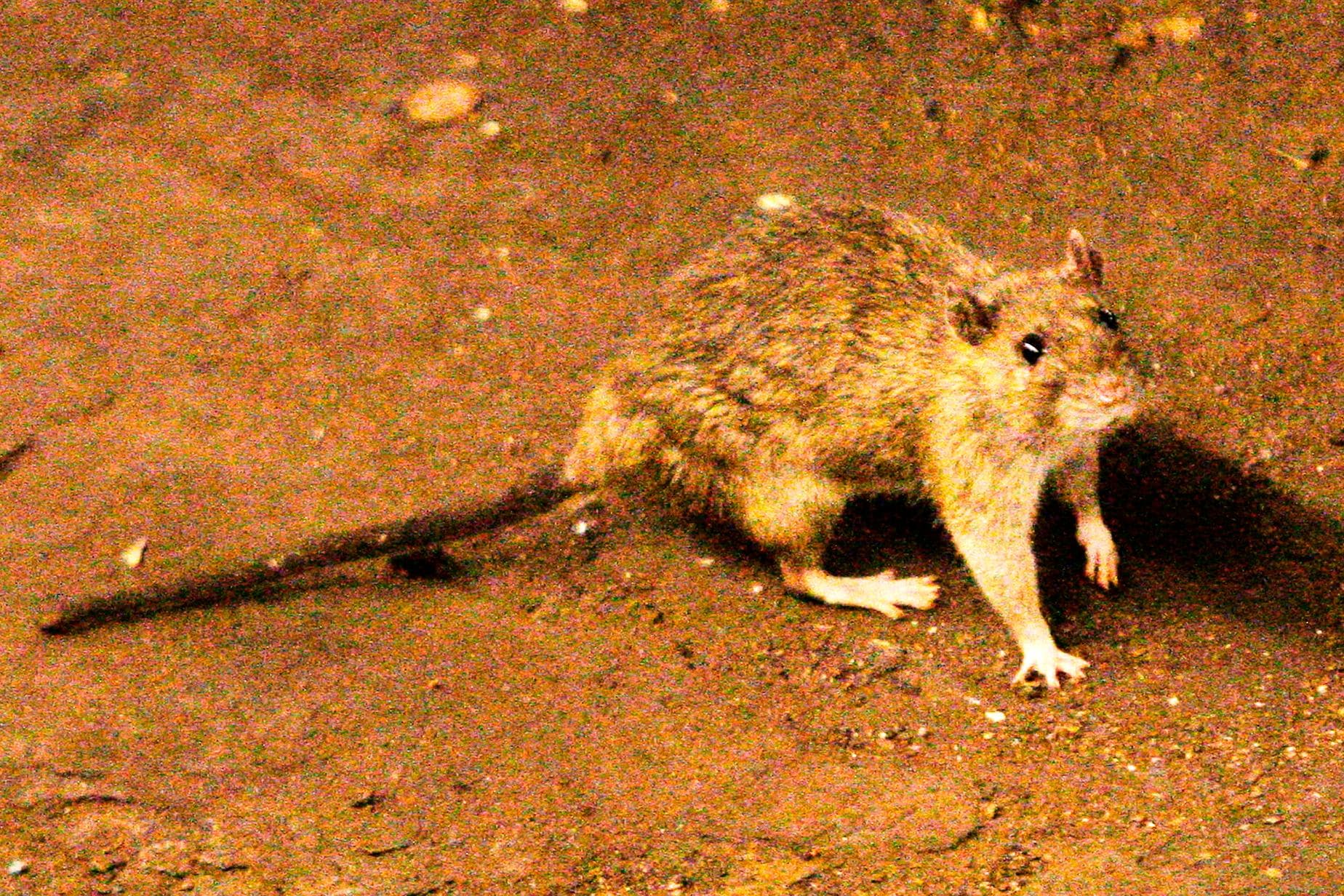What to know about suspected hantavirus outbreak on cruise ship