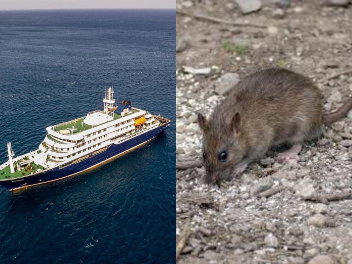 Hantavirus Outbreak: Is There A Cure? 3 Dead, 150 Passengers Quarantined In South Africa As Cruise Ship Denied Docking Permission