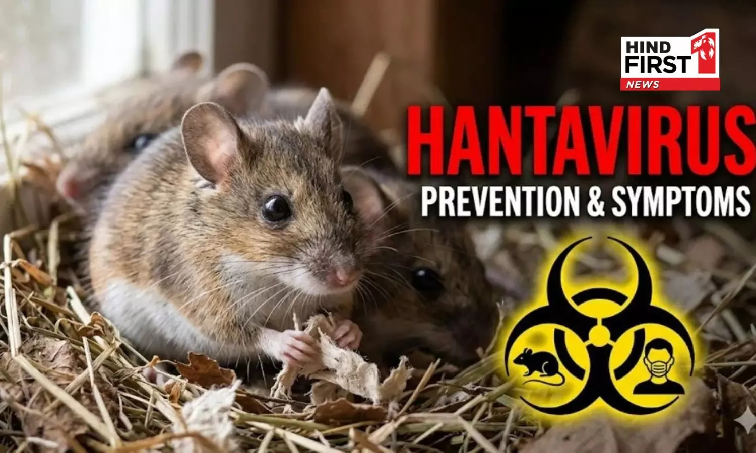 Fear of Hantavirus spreading; What are its symptoms? How much more dangerous is it than the common flu?